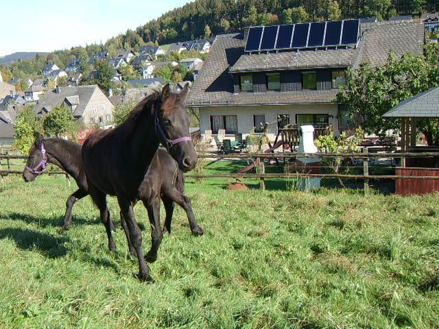 Haus Cristallo Olsberg Esterno foto